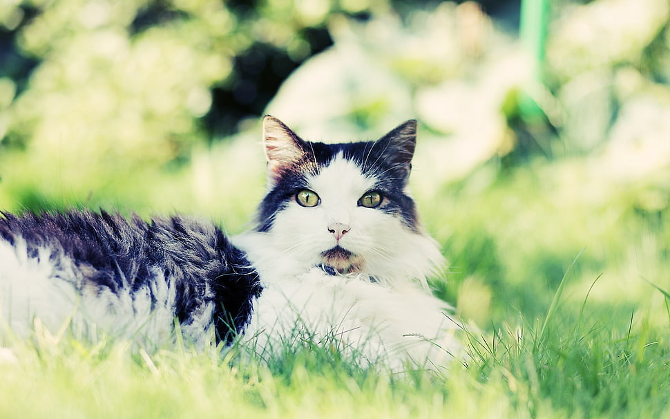 white and black cat on grass HD wallpaper